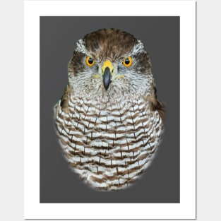 Goshawk Posters and Art